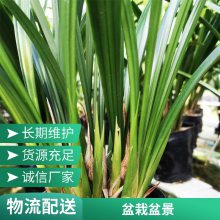 燎伯兰业 户外花卉摆放 花色绿白盆栽盆景 墨兰白墨