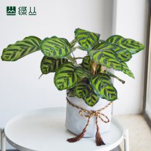 武汉办公室绿植盆栽/植物上门养护/净化空气公司绿化/小孔雀竹芋水泥灰口袋盆/绿丛园林