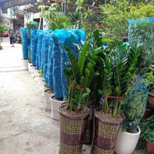 南宁办公室花卉盆景绿植租赁 养护 汇成园艺 南宁办公室花卉盆景绿植租赁 养护 汇成园艺