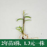 浙江种源基地批发中药材2年生1.3元一株红杆软脚铁皮石斛驯化种苗