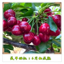 大棚矮化樱桃苗 美植袋带土发货 结果早 好成活 3公分美早大樱桃苗