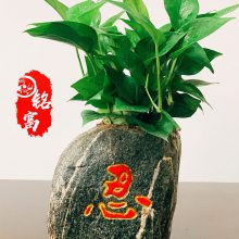 广东时尚的石头花盆厂家批发 一个黄蜡石花盆多少钱？5