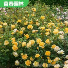 庭院攀援花卉 欧月季格雷厄姆托马斯 球状花苗 花园造景苗