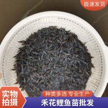 当季鲤鱼苗行情走势 港发禾花鲤抗病力强 杂食性鱼类
