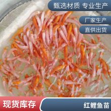观赏价值高鱼苗 港发鱼苗场供应三色锦鲤鱼苗 品种齐全 颜色亮