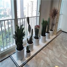 天津花卉租摆公司,写字楼花卉租摆设计服务,办公楼绿植租赁养护服务