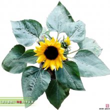 坤盛观赏花卉基地,11公分双色杯向日葵大量有货