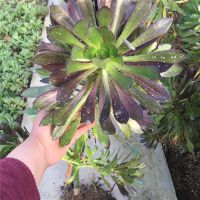 多肉植物黑法师老桩绿植盆栽办公室盆景组合多肉盆景批发