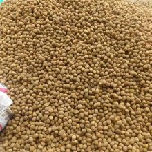 中药材 巴豆 多少钱一斤 产地供应 巴豆 厚池药业