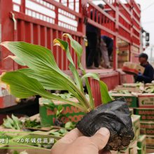 玉簪产地批发甜心玉簪50万盆,青叶玉簪100万盆
