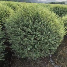 大花地园林 出售银姬水蜡 市政园林道路绿化 银姬小蜡球 花叶女贞球
