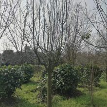 四川北美海棠供应产地，高杆海棠树，8公分北美海棠价 格