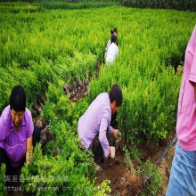 陕西周至树苗栽植包成活率 陕西周至营养钵紫叶矮樱 绿化苗木乔木