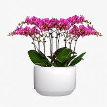 上海单位盆栽出租哪里有 欢迎咨询 上海园中园花艺绿化供应