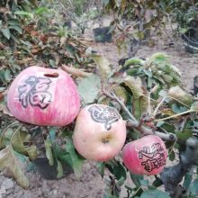 苹果盆景上新图—常年批发零售1-3公分观赏性柱状苹果盆景、盆栽、果树苗