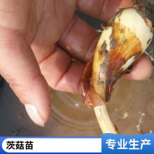 茨菇种苗有利固堤护坡控制杂草根茎繁殖耐盐碱好