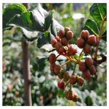 销售花椒树小苗 花椒树小苗 报价 无刺花椒树苗