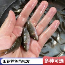 当季鲤鱼苗行情走势 港发禾花鲤抗病力强 杂食性鱼类