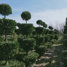 大叶黄杨造型_造型大叶黄杨树_******造型树