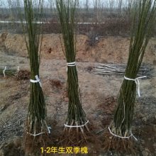 山西双季槐种植基地 地径1公分1.5公分2公分粗双季槐价格 1年2年双季槐产地