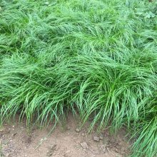 披針葉苔草營養缽苗基地批發貨源充足