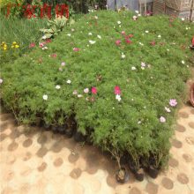 ���˲�ƺ���� ��ƺ��װ �������� ��ľ�������ۻ���