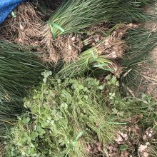 江苏金娃娃萱草价格地被植物金娃娃产地价格