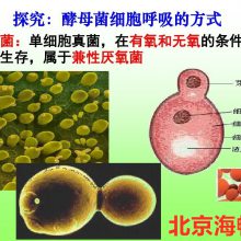 批发水产菌养殖用EM复合菌