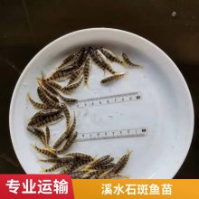 抗病能力强石斑鱼苗 基地溪水石斑鱼苗 常温发货 包活到家 支持空运