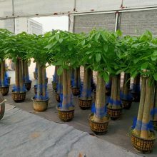 南宁盆栽盆景精品绿植批发出租养护找汇成园艺