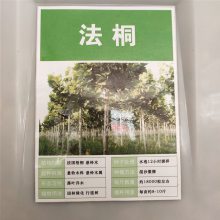 优质新林木种子 法桐种子 发芽*** 价格便宜 ***