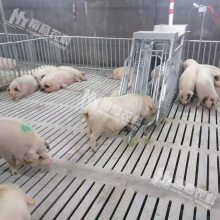南商农科母猪电子饲喂站 群养专用饲喂系统 国内母猪散养设备