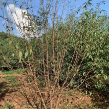 8公分桃树工程苗出售 低分枝桃树 高杆桃树批 发