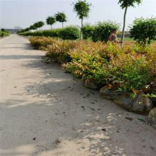 成都喜湿润南天竹_茶飘香常绿耐湿南天竹_会场南天竹厂家直销