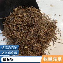 天然舒筋草 藤石松中药材伸筋草产地批发无硫选货