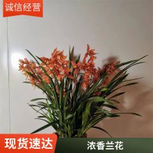 燎伯兰业 种类丰富室内绿植花 建兰醉美人 办公室桌面植物摆放