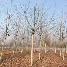 速生法桐 法桐基地 二年帽法桐 万象花木