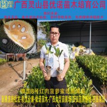 进口泰国8号红肉菠萝蜜结果苗 一年四季结果 泰国红肉菠萝蜜