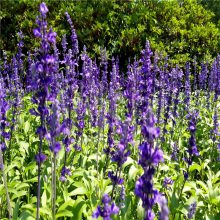 宿根耐寒地被花卉 兰花鼠尾草 花苗营养钵苗 可公园庭院绿化工程花海