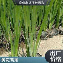 黄菖蒲苗 盆栽黄菖蒲 多年生 水生植物 湿地绿化植物