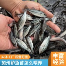 实力渔场基地直供 鲈鱼水花苗 公分苗出货 提供技术 协助养殖