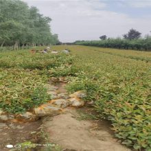 茶飘香生长快耐湿石楠_山东庭院石楠_红叶石楠报价