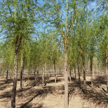 8公分金丝垂柳 庭荫绿化 长期出售 植株健壮