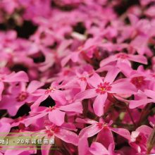 芝樱批发市场200万棵多色芝樱花小杯苗有货