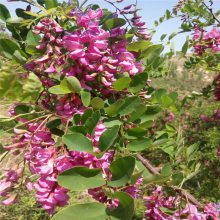 供应香花槐、香花槐基地、香花槐价格、