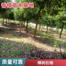 10-20公分切杆移植香樟 树形优美 公园小区行道树 强盛苗木