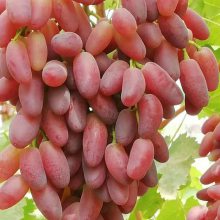 ء޺˰׼硢ĺ