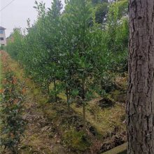 ֱ--ļ԰רҵֻ(鿴)