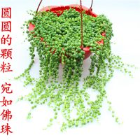 多肉植物珍珠佛珠盆栽室內(nèi)花卉吊蘭佛珠吸甲醛凈化空氣防輻射