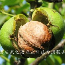 10cm核桃树批发、10cm核桃树报价